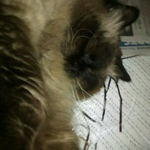 Meet your Posher, Dondra